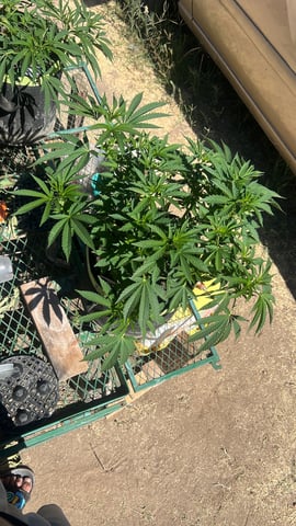 Apple fritter bag seed — flower, day 87