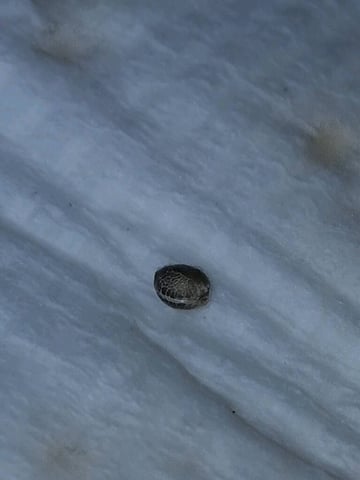 Free Seeds — germination, day 11