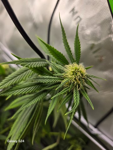 First Time — flower, day 54