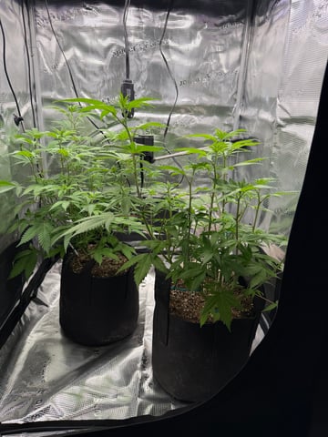  Trying to go big — flower, day 79