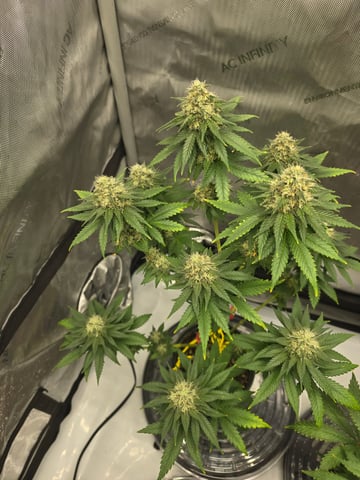 Homegrown - 🍒 🥧 & GSC Auto, 🚀 Seeds 🍌 Buttercups  — flower, day 75