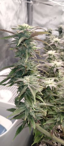 Second Grow — flower, day 27