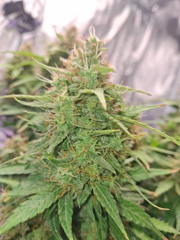 SoFloBudz — flower, day 82