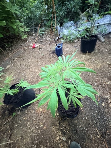 mixing it up — vegetative, day 55