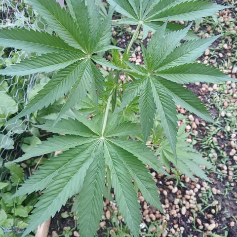 Gelato — vegetative, day 1