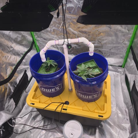 Fastbuds Autoflower Run — vegetative, day 21