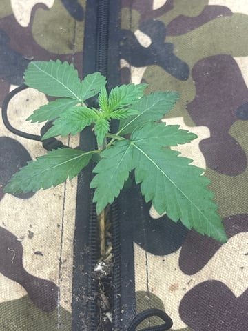 The Bling  — seedling_rooting, day 12