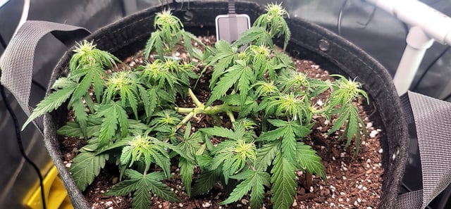 Number Two.  Lola — flower, day 52