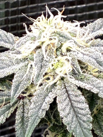 Blueberry critical kush x purple peyote wifi  and one L.a kush cake . — flower, day 30