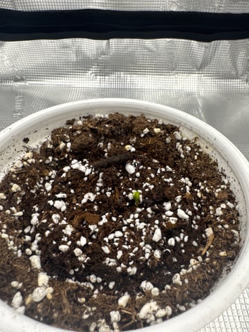 tropical cookies x grandpas cookies #10 — germination, day 6