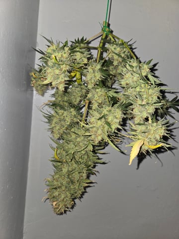 2nd Grow 3x5 tent — flower, day 91