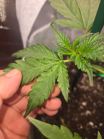 Looking for advice! — vegetative, day 28