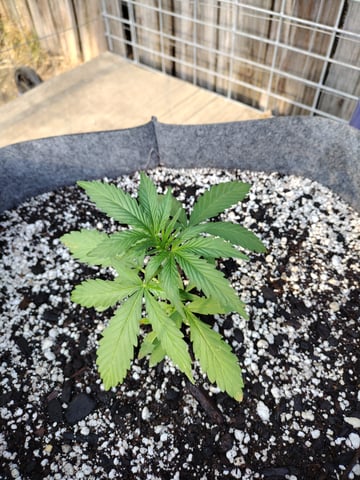 gotime — seedling_rooting, day 1