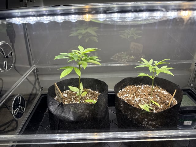  4 X 2  — vegetative, day 39