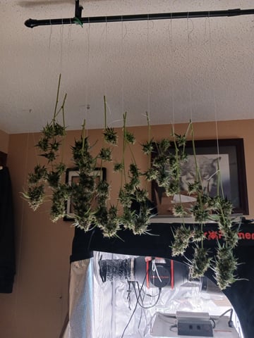 4th grow  — germination, day 105