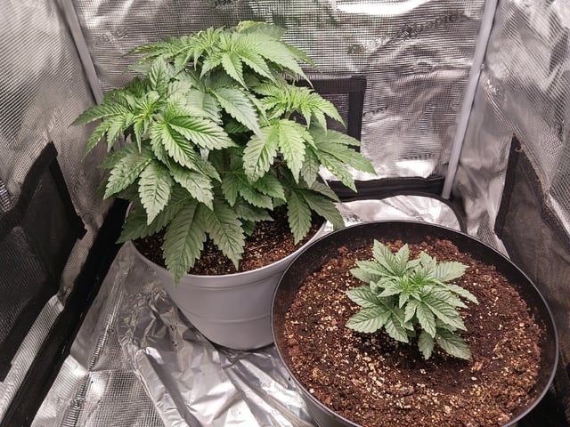 Gorilla Sherbert Feminized From Blimburn Seeds  — vegetative, day 26