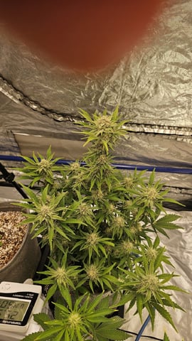 Autos For The Rest Of Winter 🔥🔥😉 — germination, day 25