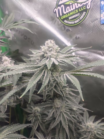 Mainely Genetics Micro Pheno Hunt — flower, day 83