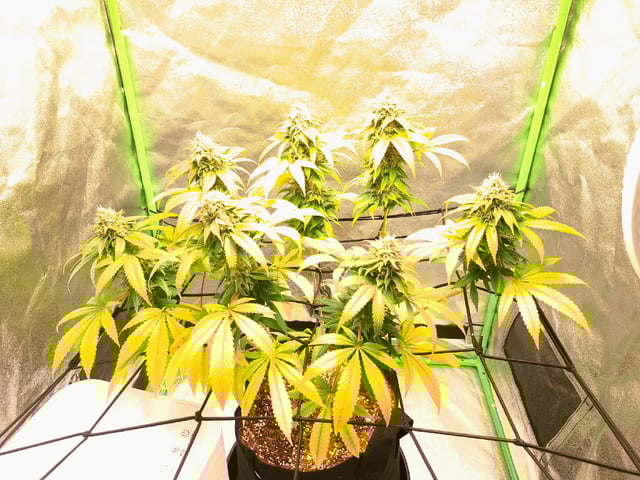 Blue Cheese from Barney's Farm — flower, day 54