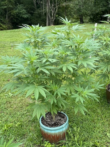 2026 Outdoor — flower, day 82