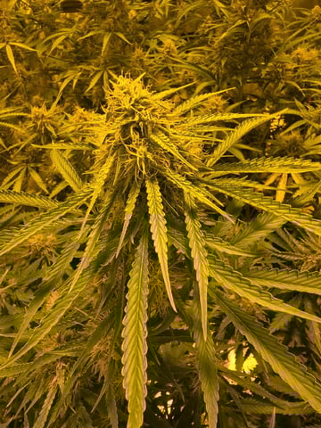 3rd Auto Grow — flower, day 81