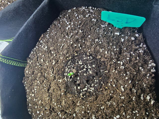2nd Autoflower Indoor Grow — seedling_rooting, day 5
