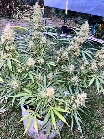 Keepers OG Auto — auto, day 29