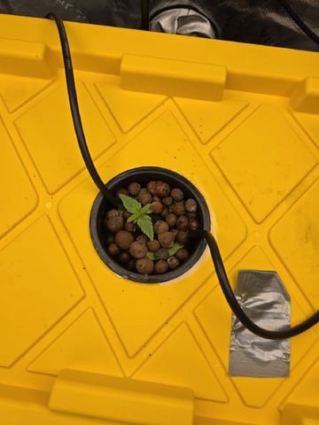 Mendo Frost Autoflower — vegetative, day 7