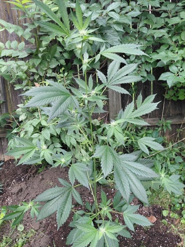 Growing  A New One — flower, day 49