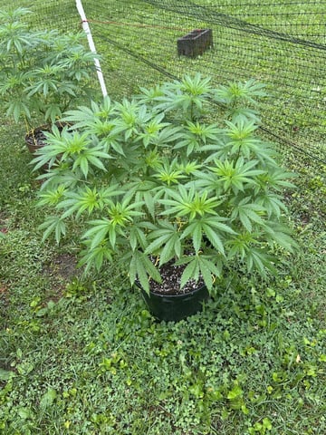 2026 Outdoor — vegetative, day 69