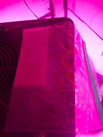 Ak-47 (Fast Verison) and pine Auto  — grow_setup, day 1