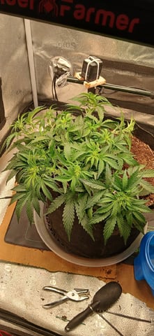 Diesel Auto Round 2 — flower, day 35