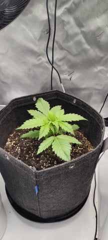 Auto OG Cush — vegetative, day 15