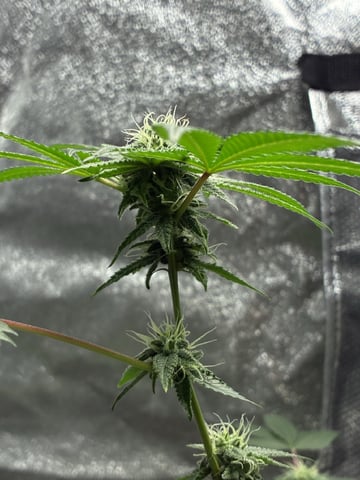 I Dont Know What Kind It Is Lol — flower, day 14