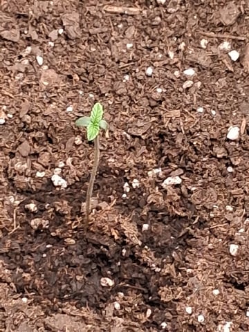 First Indoor Grow  — seedling_rooting, day 7