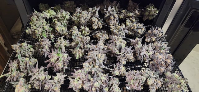 DIY cannatrol dry/curing chamber  — grow_setup, day 49