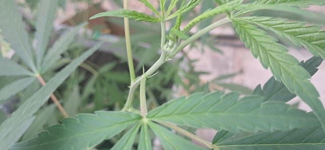 1st grow (green house)(natural) — vegetative, day 60