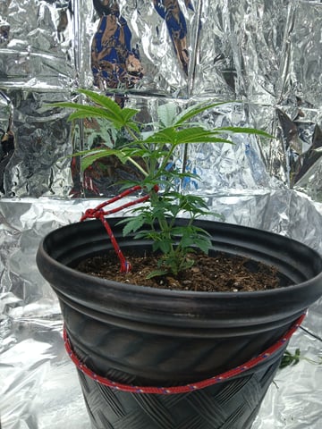 1st Grow