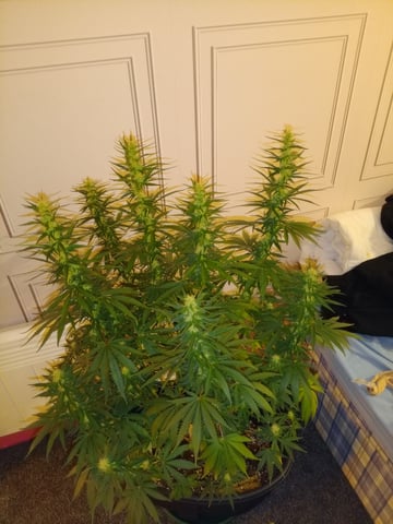 mr — flower, day 89