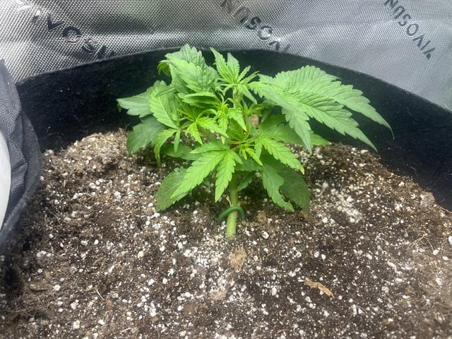 Autoskunk and OG Kush — vegetative, day 25