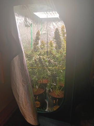 Gurilla Glue #4 × Samsquatch autos — flower, day 84