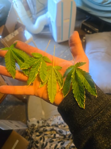 Looking for advice! — vegetative, day 3