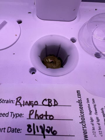 Inside Mother Plants — germination, day 7