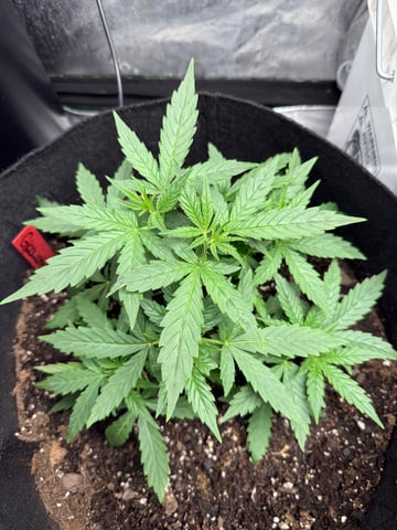 peaceful grow 1 — vegetative, day 18
