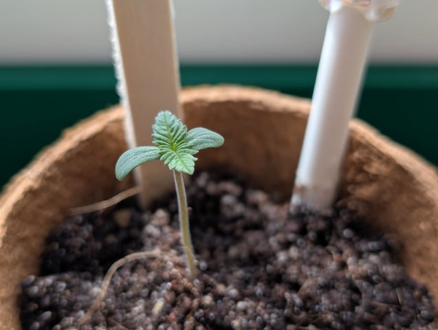 My First Grow 🪴 April '26 — seedling_rooting, day 6