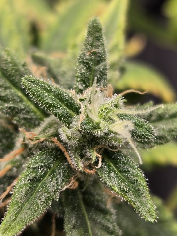 STELLA — flower, day 94