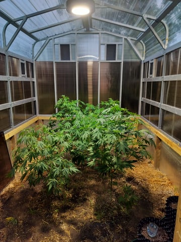 Tropicana poison fast version — flower, day 5