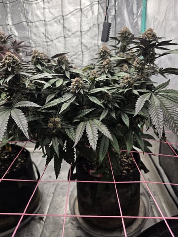 Granny Candy and PLCG — flower, day 127