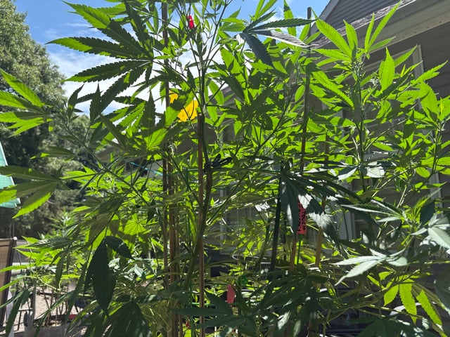 Roadkill Skunk — flower, day 48