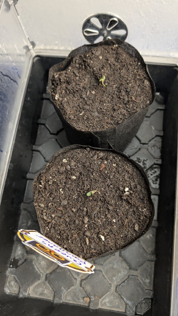 Sativa Summer Autos